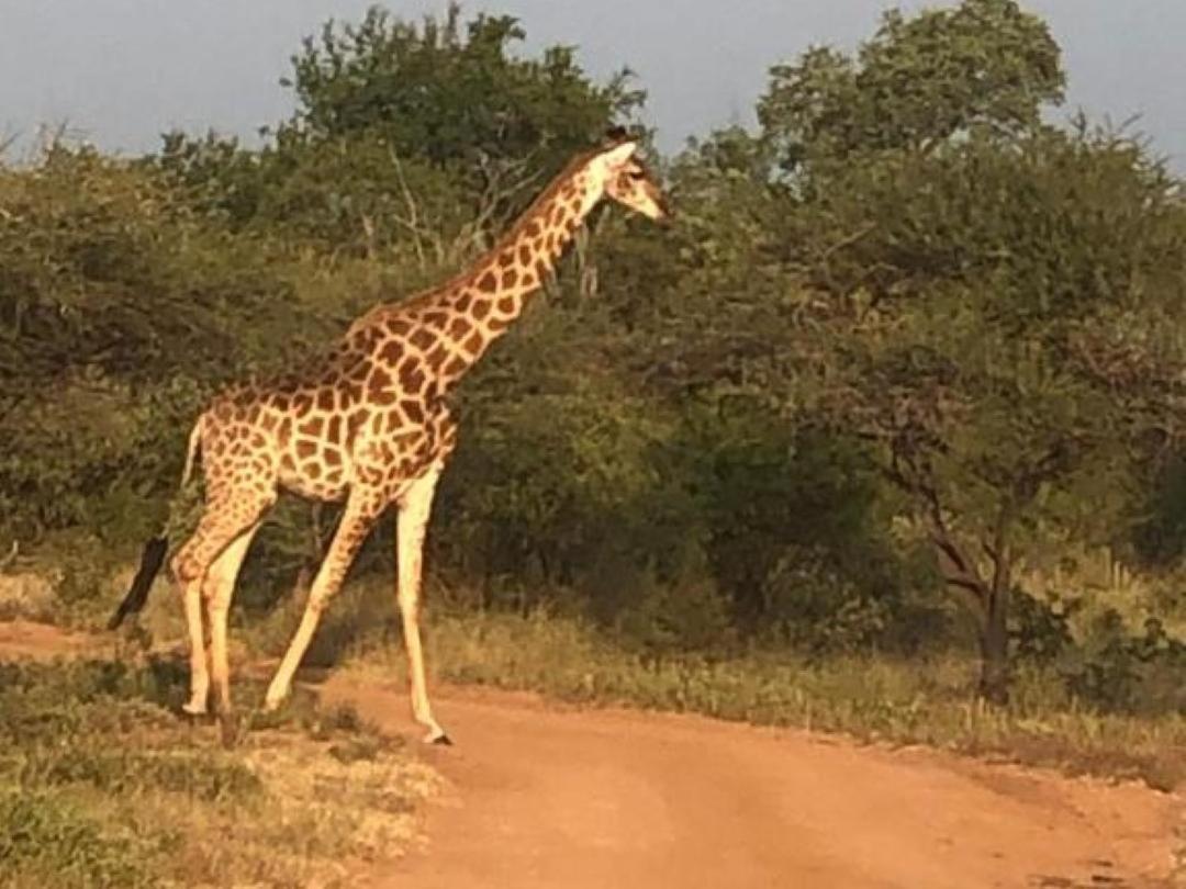 Panache Wildlife Cottage-Self Catering Hoedspruit Dış mekan fotoğraf
